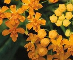 Асклепиас Силки