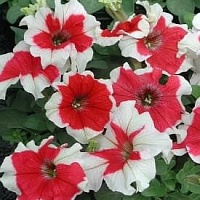 Петуния Хулахуп