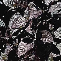 Альтернатера