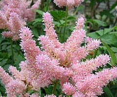 Астильба Арендса