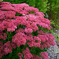 Очиток видный