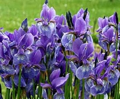 Ирис Бородатый