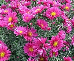 Астра Новобельгийская