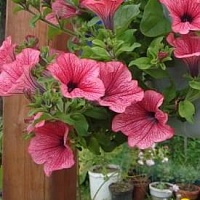 Петуния Дуве