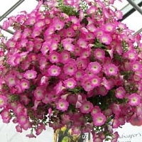 Петуния Суприм