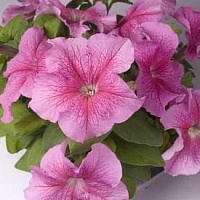 Петуния Дедди