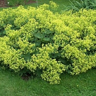 Манжетка альпийская