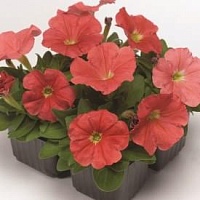 Петуния Дамаск