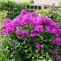 Флокс метельчатый