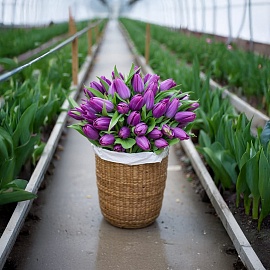 Фиолетовые