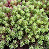 Седум почвопокровный