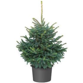 Ель голубая в кадке