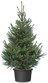 Русская Ель в кадке