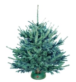 Елка голубая срезанная в кадке