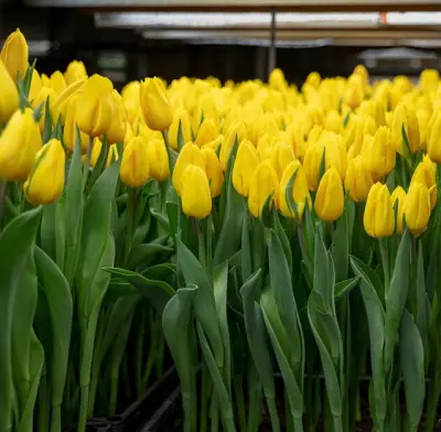 ПОМОЩЬ В ДОСТАВКЕ